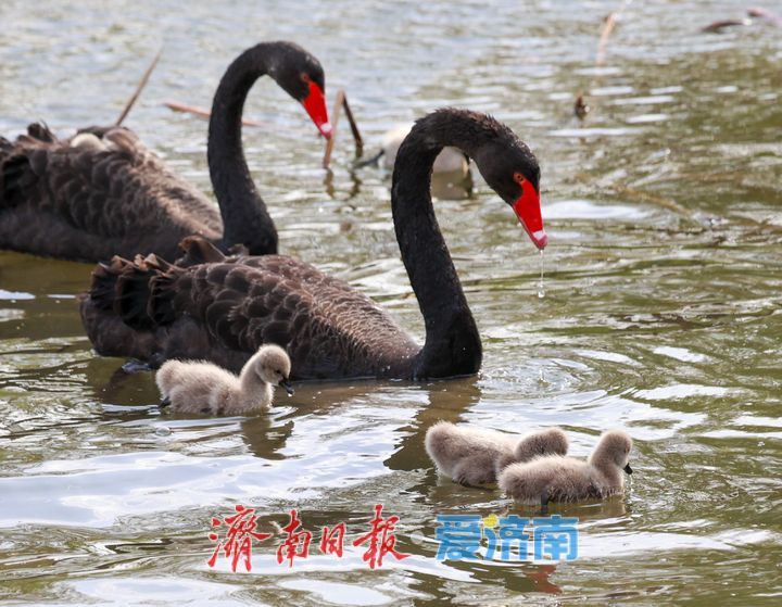 大明湖首次迎来自然孵化“黑天鹅宝宝”