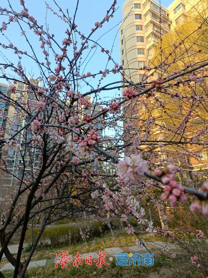 天气暖热如初夏，下周济南最高气温或达30℃！