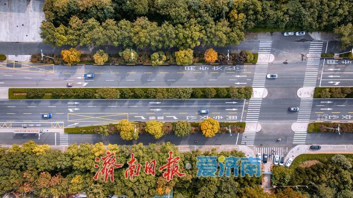 树染金黄，都市秋意正当时