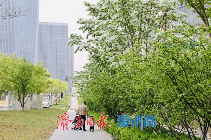 济南绸带公园流苏盛放 泉城CBD添春日浪漫