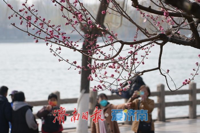 济南大明湖畔玉兰花红梅竞放 春日盛景引游客打卡