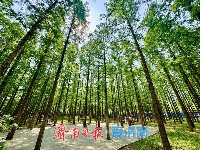 一年四季 泉在济南丨泉城公园水杉林 初夏演绎“绿野仙踪”