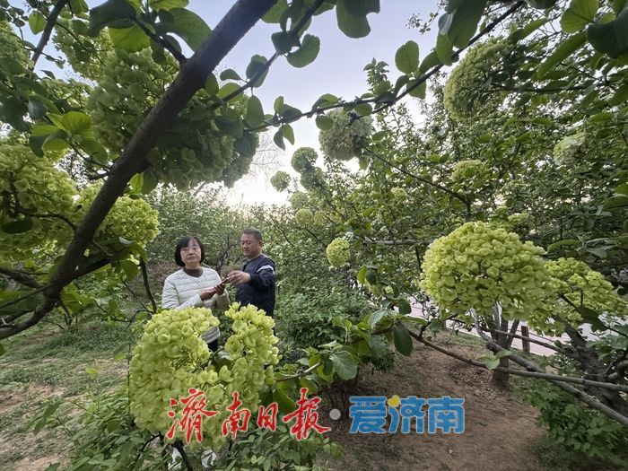 泉城回暖春意浓 木本绣球绽芳华