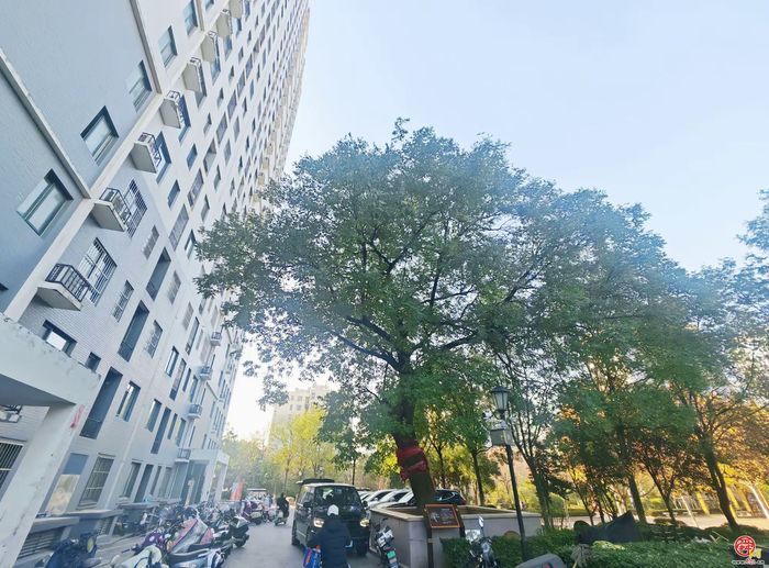百年古槐焕新生，历下区再添两处古树园