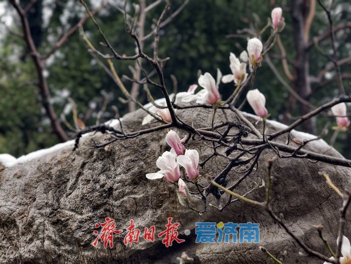 一年四季 泉在济南丨玉兰初绽报春来