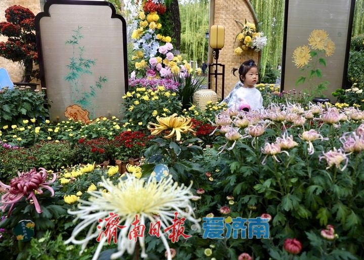一年四季 泉在济南丨趵突泉菊展抢先看，打卡“不做菊外人”
