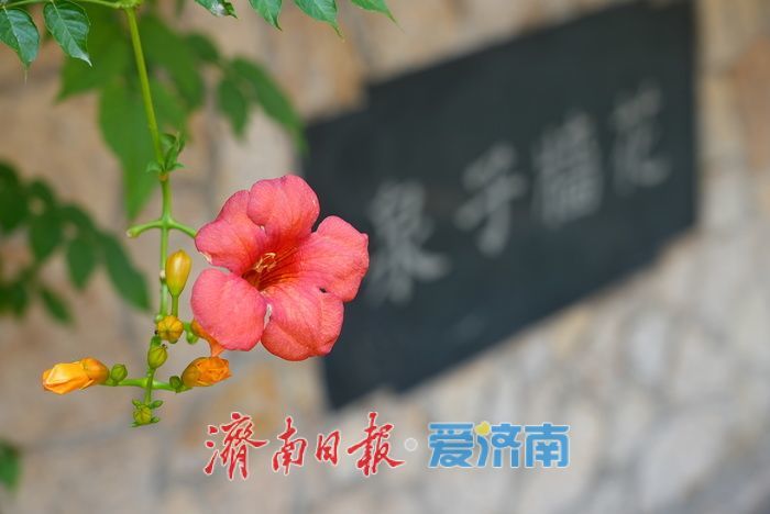 一年四季 泉在济南丨花墙子泉畔凌霄开 花泉相映尽显泉城诗意