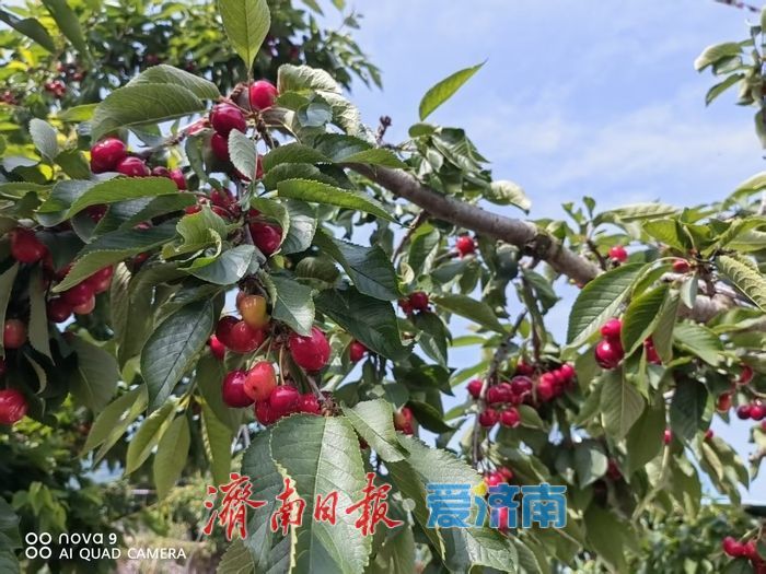 打通春日鲜甜进城路 济南公交67路果农专线暖心开行