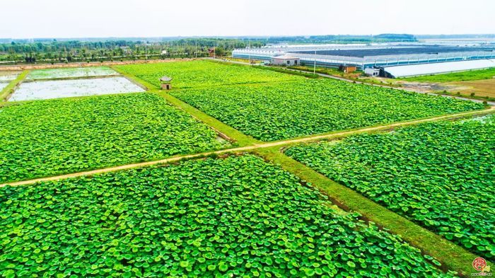 丰收的章丘，醉美！