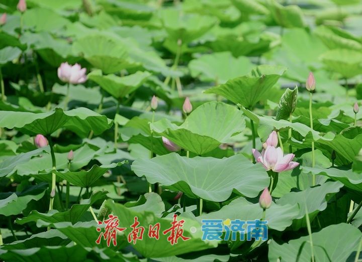一年四季 泉在济南丨荷红叶绿满城香，大明湖首批荷花盛夏绽放