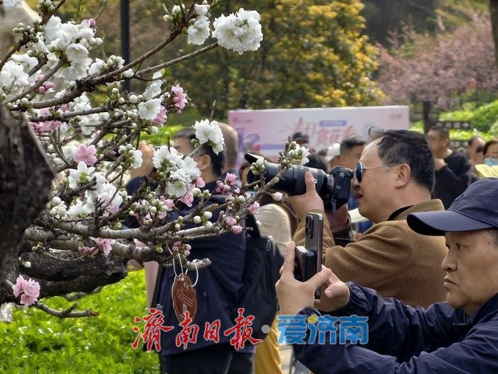 一年四季 泉在济南丨百花公园碧桃盛开