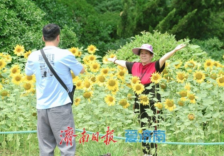 一年四季 泉在济南｜向日葵花海向阳而生 活力四射满目诗画