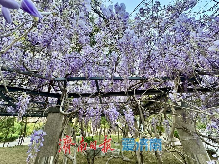 泉城公园紫藤盛放 花香满廊醉游人
