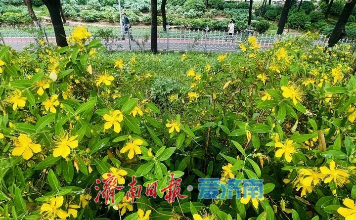 济南泉城公园金丝桃盛放迎客