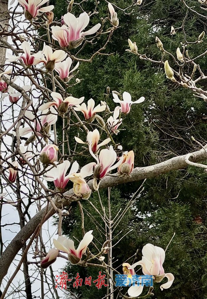 春雨润繁花 百花公园玉兰盛放醉泉城