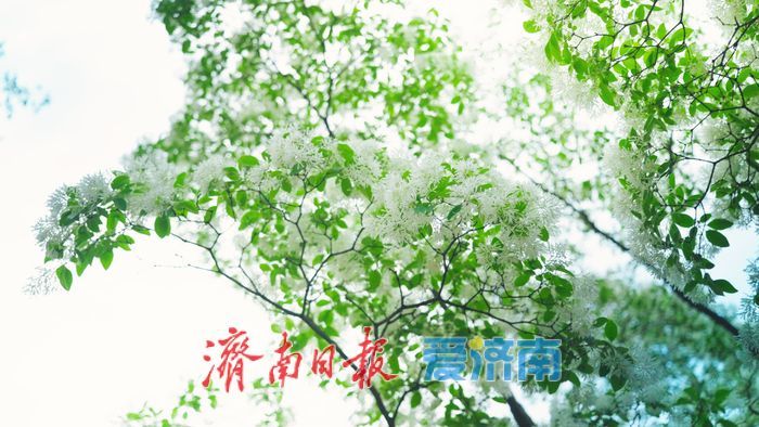济南四月“飘雪”奇观！泉城公园流苏花海限时绽放，这份打卡指南请收好