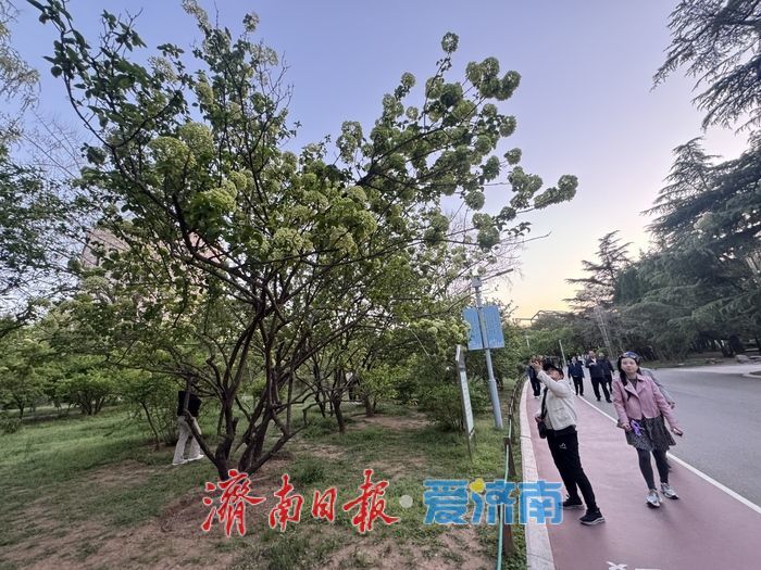 泉城回暖春意浓 木本绣球绽芳华