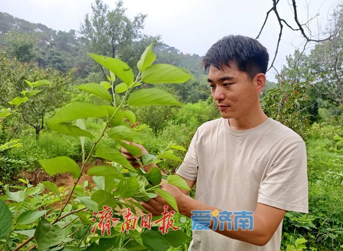 济南最大国有林场发现山东禾本科假稻属新记录种
