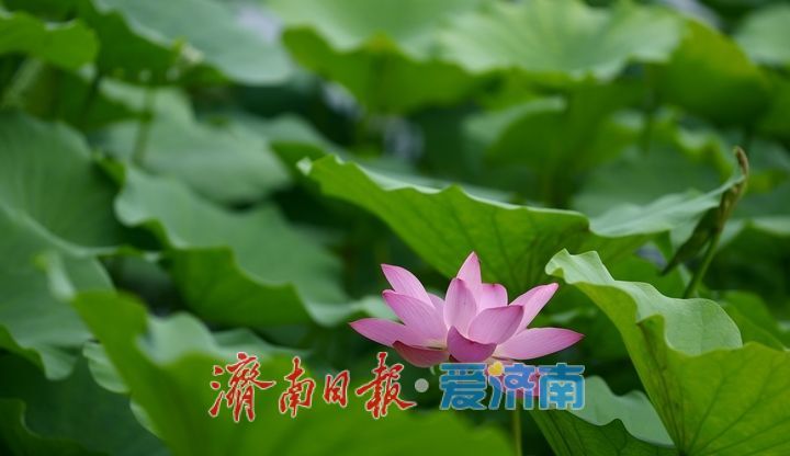 一年四季 泉在济南丨大明湖荷花盛开 游客纷至沓来打卡赏景