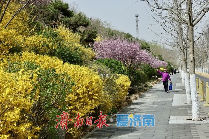 济南CBD茂岭山山体公园春花烂漫，绘就城市春日盛景