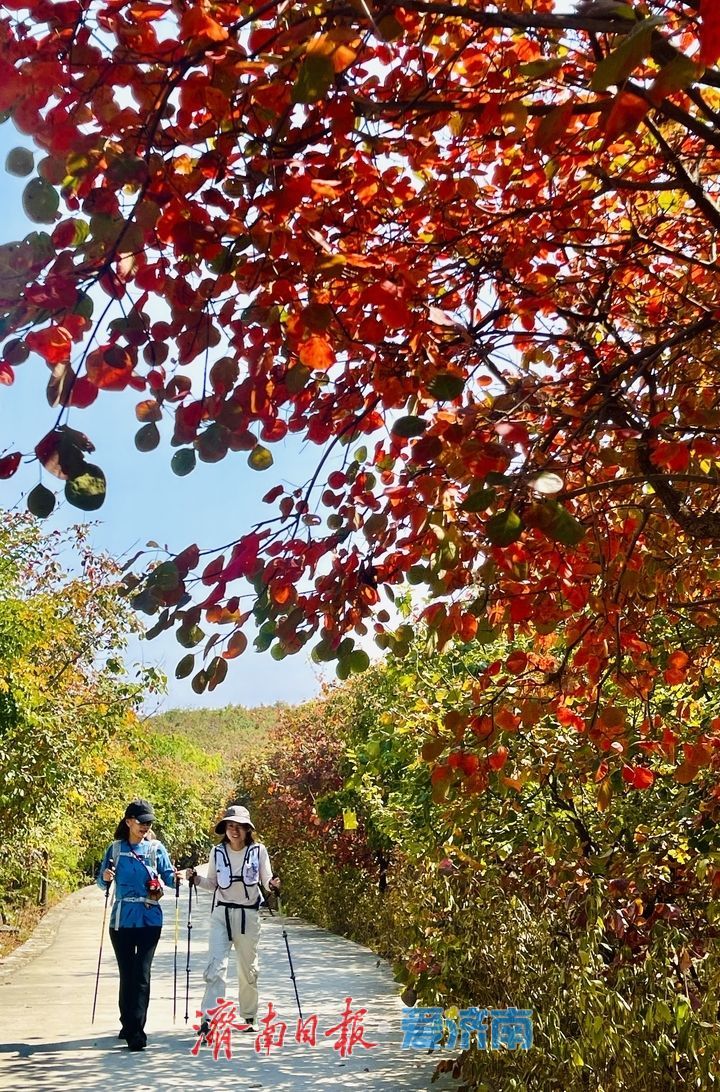 一年四季 泉在济南丨一山两季！泉城蝎子山秋色渐浓