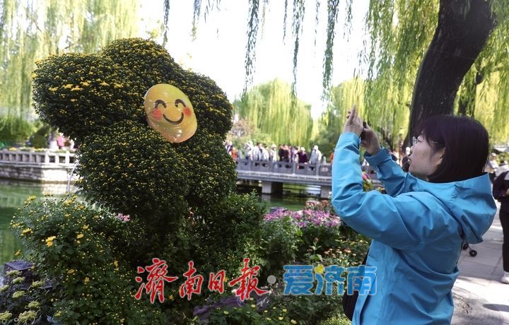 一年四季 泉在济南丨趵突泉菊展抢先看，打卡“不做菊外人”