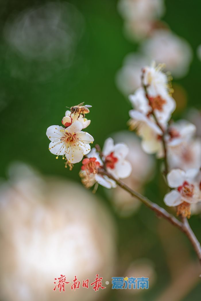万株梅花次第开，红叶谷第18届梅花节诗意启幕