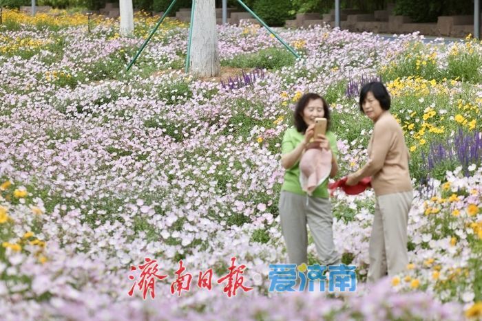 济南CBD初夏限定！美丽月见草盛开，绘就城市浪漫画卷