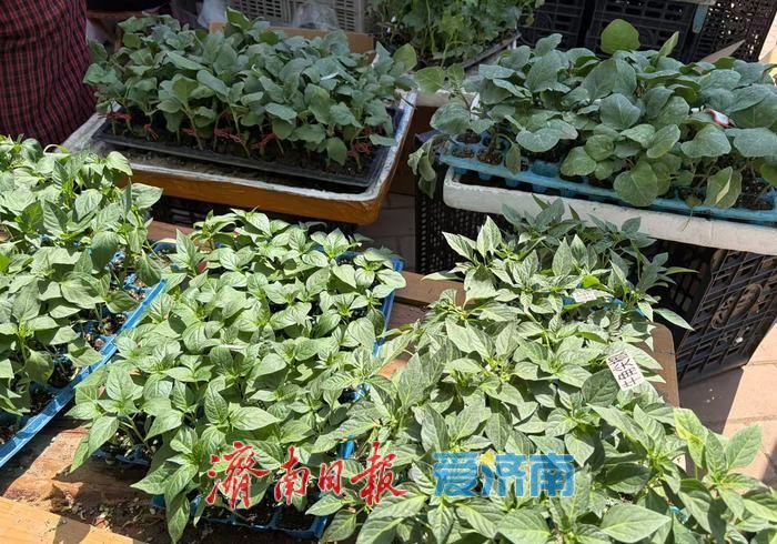 春风送鲜，南部山区春菜、菜苗备受青睐