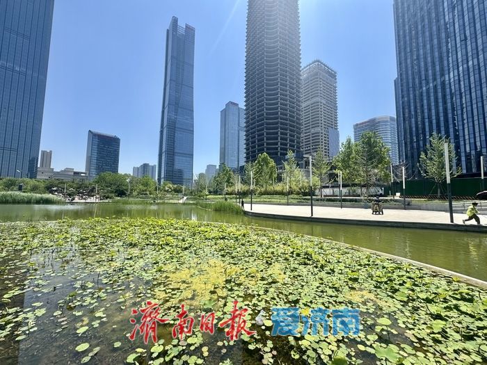 一年四季 泉在济南丨新荷为笔，蓝天为幕，济南绘就初夏画卷