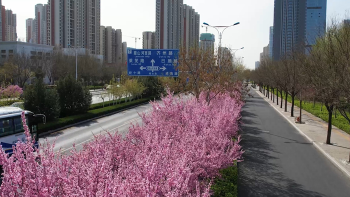 赏花、看柳、寻泉……提前预习济南的春天