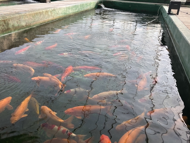 这个村的顶级锦鲤“能换一栋楼”，胖锦鲤牵头串起强村产业链