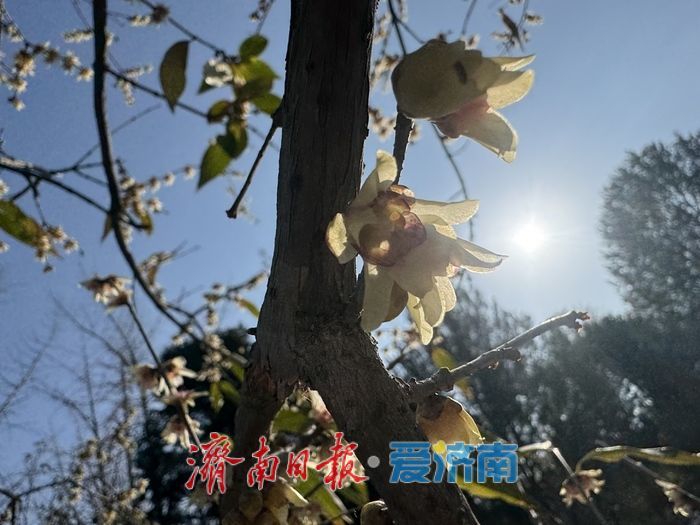 寒冬暗香溢泉城 泉城公园蜡梅迎冬绽放