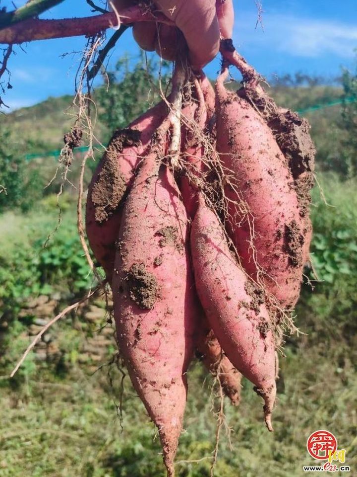 “这里是章丘！”—垛庄篇