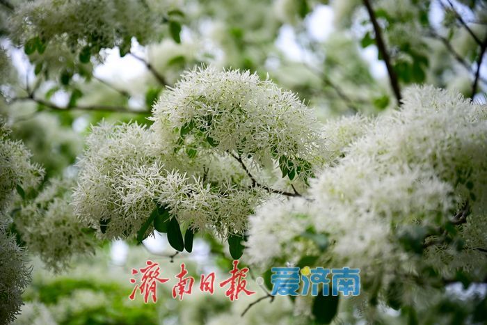 一年四季 泉在济南丨大明湖畔“四月雪” 流苏花开引客来