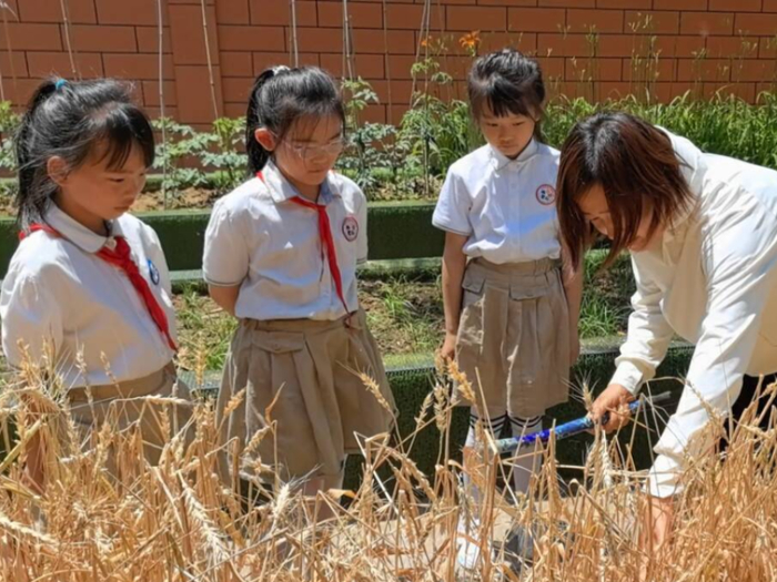 成熟的麦子是甜的吗？高新区春晖小学学生告诉你一个真实的答案