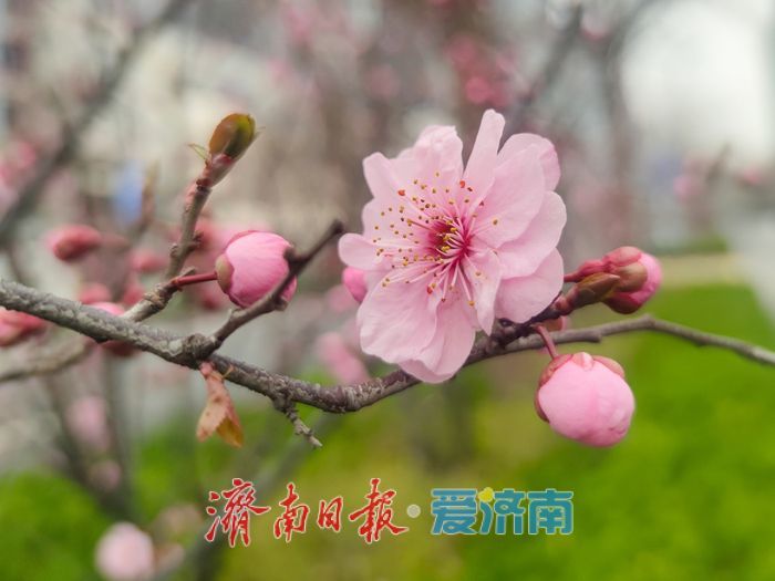 日照路美人梅盛放 千米粉带扮靓西城