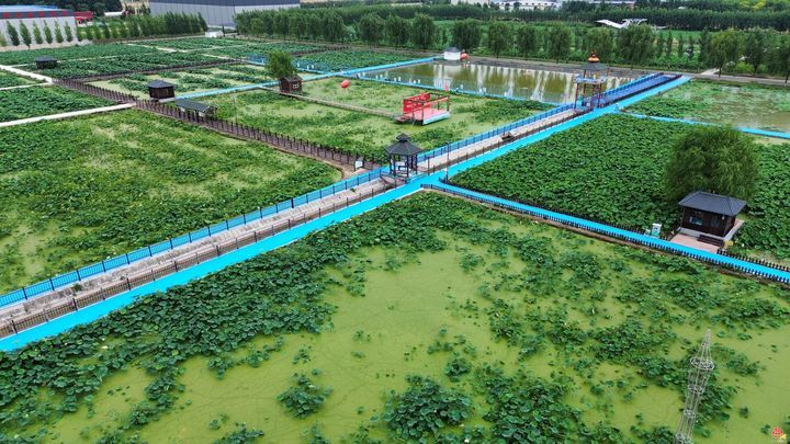 水乡有荷香 风华正当时  2026年白云湖生态文化旅游季盛大开幕