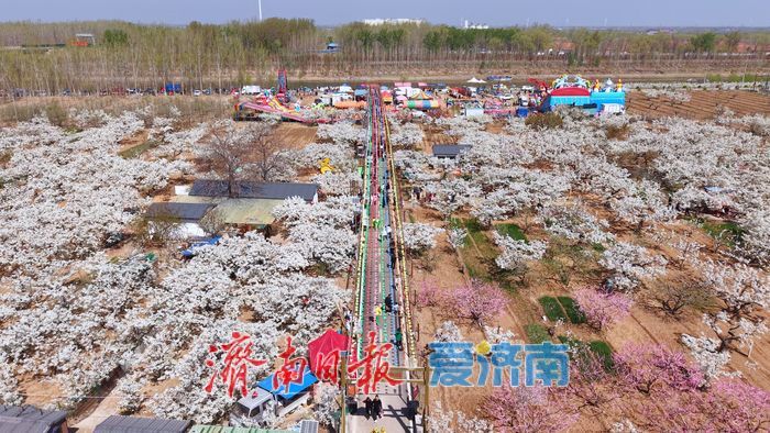 “春风漫梨园，花开似雪来” 在商河赴一场百年梨花之约！