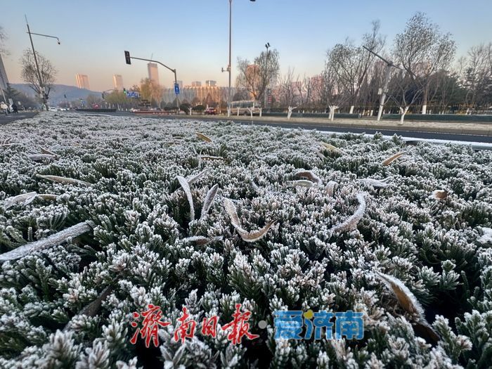 霜雪染泉城 济南冬日添雅致