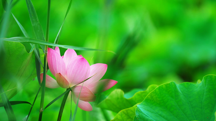 济南华山历史文化湿地公园：荷花映日红 美景如画来