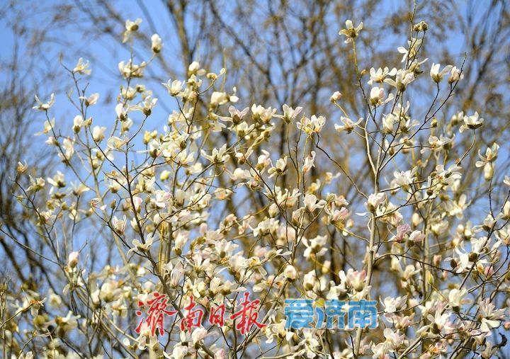 皎皎玉兰花，望春展笑颜