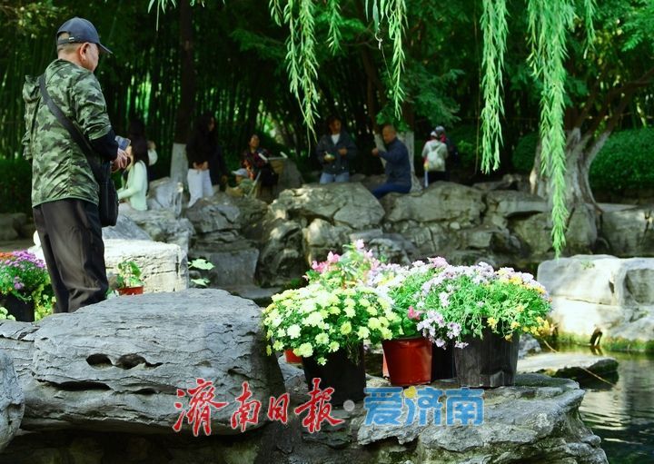 无忧泉边菊初绽，一城秋色待君来