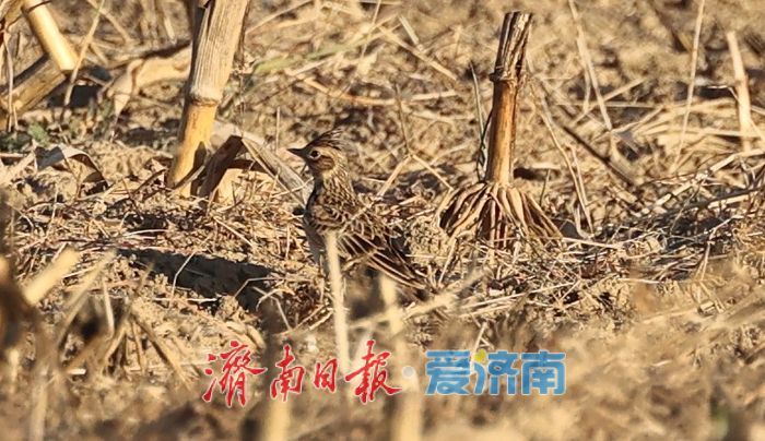 摸清生物多样性“家底”，1581种生物物种“安家”商河