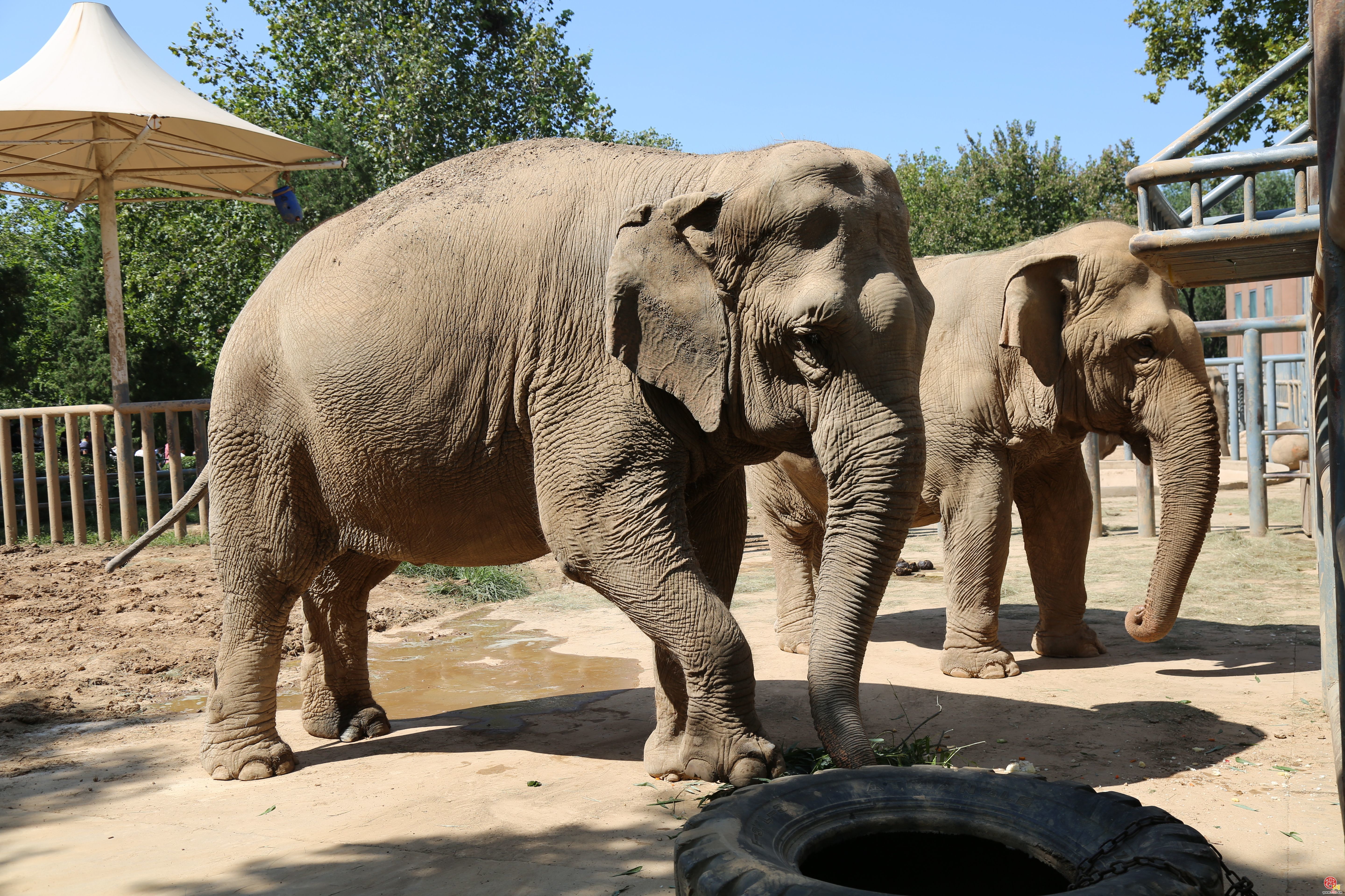 “泉”在济南享金秋暨全国科普日｜济南动物园：中秋佳节“巨型月饼”增添别样欢乐