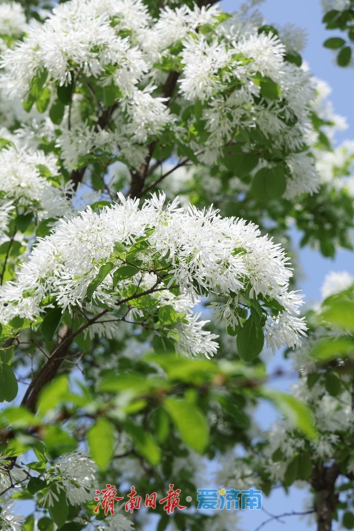 济南CBD流苏盛放白如雪