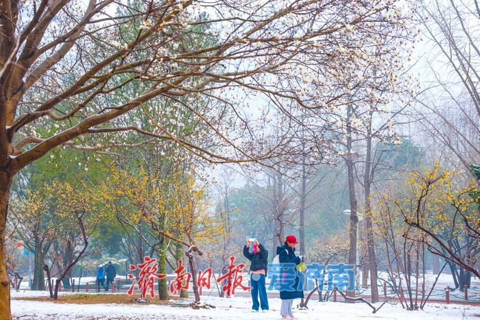 一年四季 泉在济南丨春雪映玉兰 泉城公园美翻了