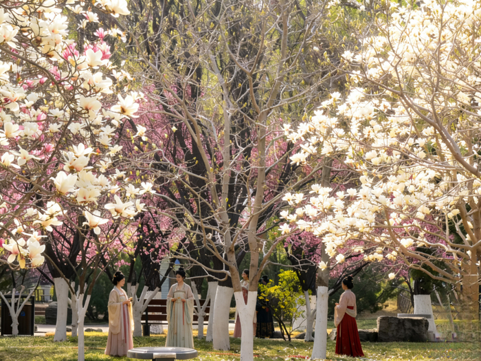 一年四季 泉在济南丨3000余株玉兰盛放，济南植物园进入最美赏花季