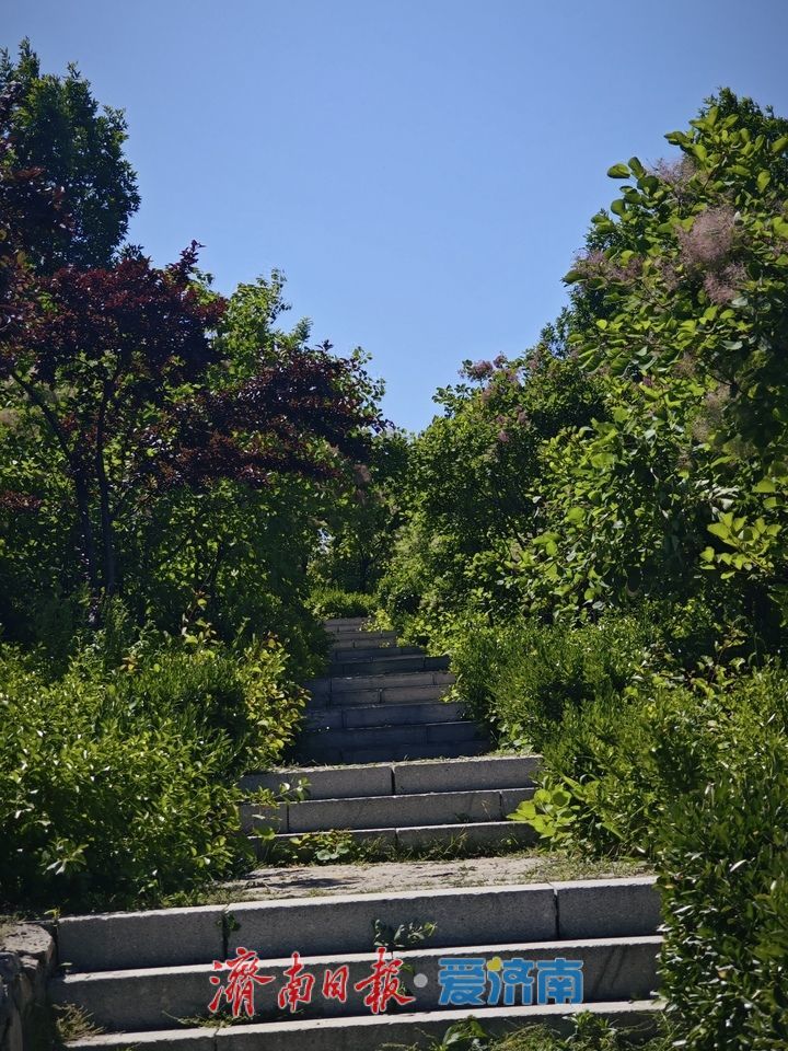泉城初夏赏佳处，将山蔷薇醉游人 