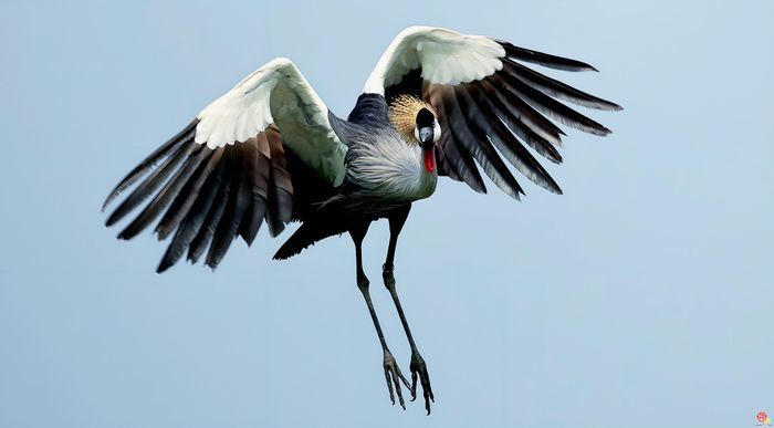 槐荫：生态画卷中的鸟趣与城韵